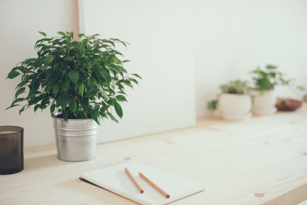 Comment choisir vos plantes de bureaux ?